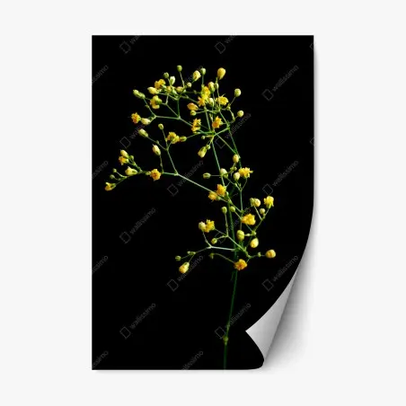 Sticker repositionnable branche de gypsophile jaune sur fond noir – Wallnifity®
