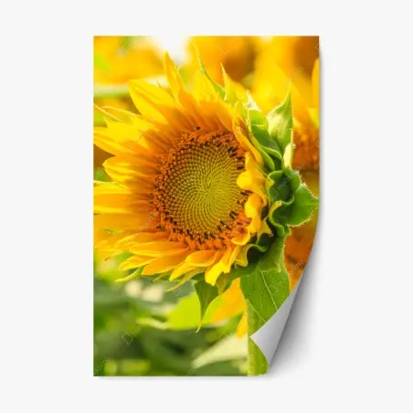 Sticker repositionnable gros plan de tournesol lumineux – Wallnifity®