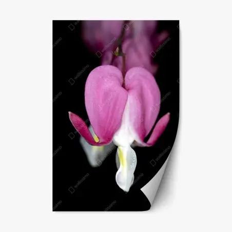 Sticker repositionnable fleur cœur-de-marie en gros plan – Wallnifity®