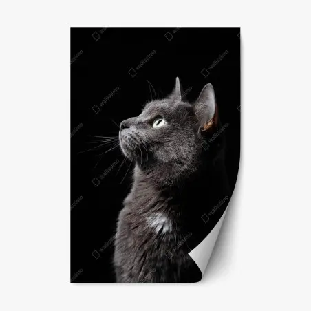 Sticker repositionnable profil élégant du chat gris aux yeux verts – Wallnifity®