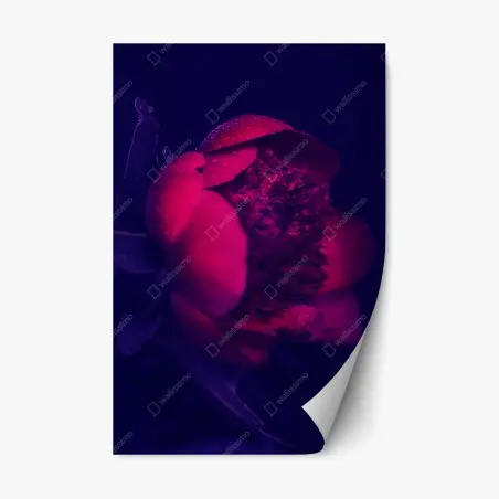 Sticker repositionnable pivoine fuchsia en gros plan sur fond sombre – Wallnifity®