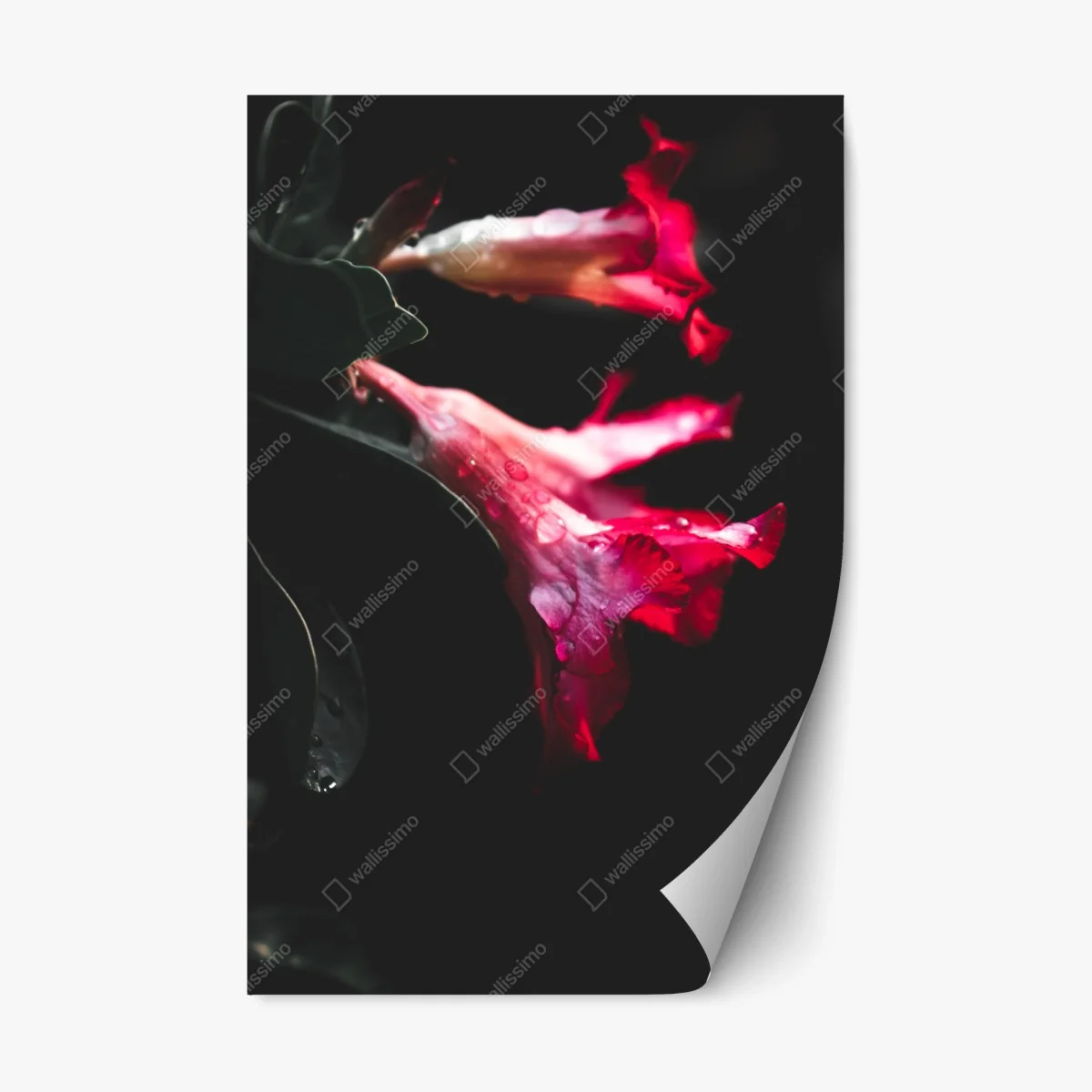 Sticker repositionnable fleurs rouges en clair-obscur – Wallnifity® Sticker repositionnable fleurs rouges en clair-obscur – Wallnifity®