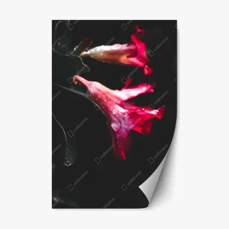 Sticker repositionnable fleurs rouges en clair-obscur – Wallnifity®