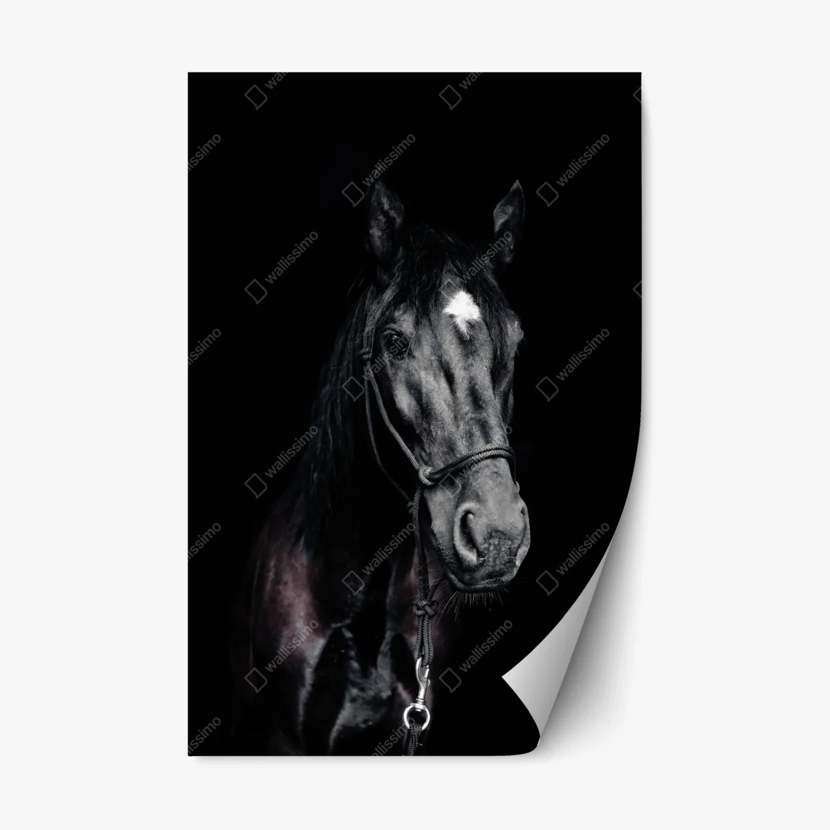 Sticker repositionnable portrait intime d'un cheval noir à l'étoile – Wallnifity® Sticker repositionnable portrait intime d'un cheval noir à l'étoile – Wallnifity®