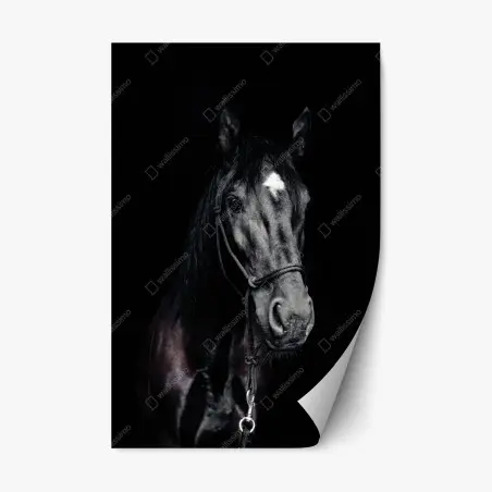 Sticker repositionnable portrait intime d'un cheval noir à l'étoile – Wallnifity®