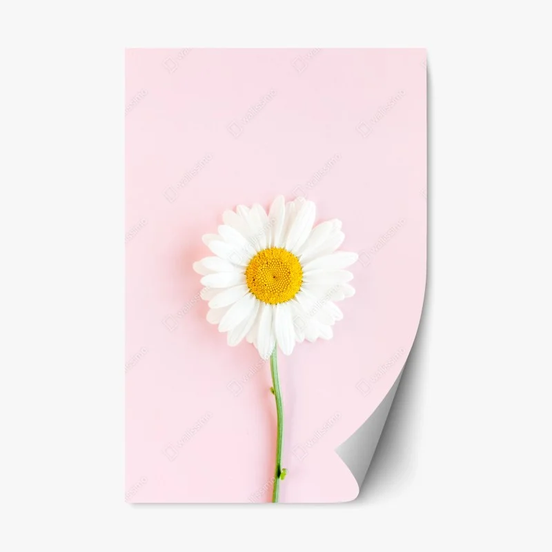 Fleurs et plantes – Wallnifity®