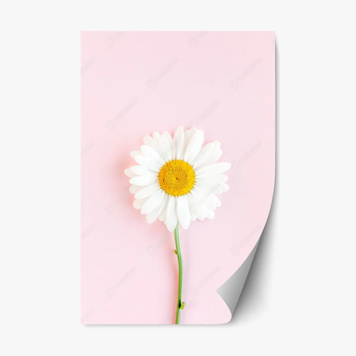 Sticker repositionnable marguerite blanche sur fond rose minimaliste – Wallnifity®