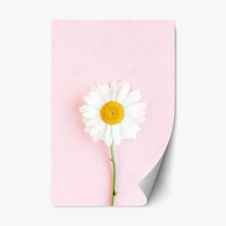 Sticker repositionnable marguerite blanche sur fond rose minimaliste – Wallnifity®