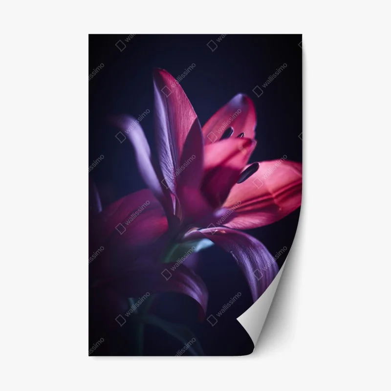 Fleurs et plantes – Wallnifity®