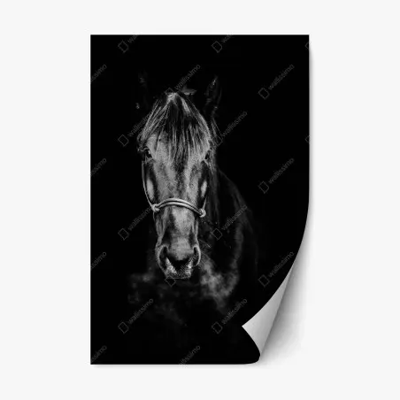 Sticker repositionnable noblesse équine en noir et blanc – Wallnifity®