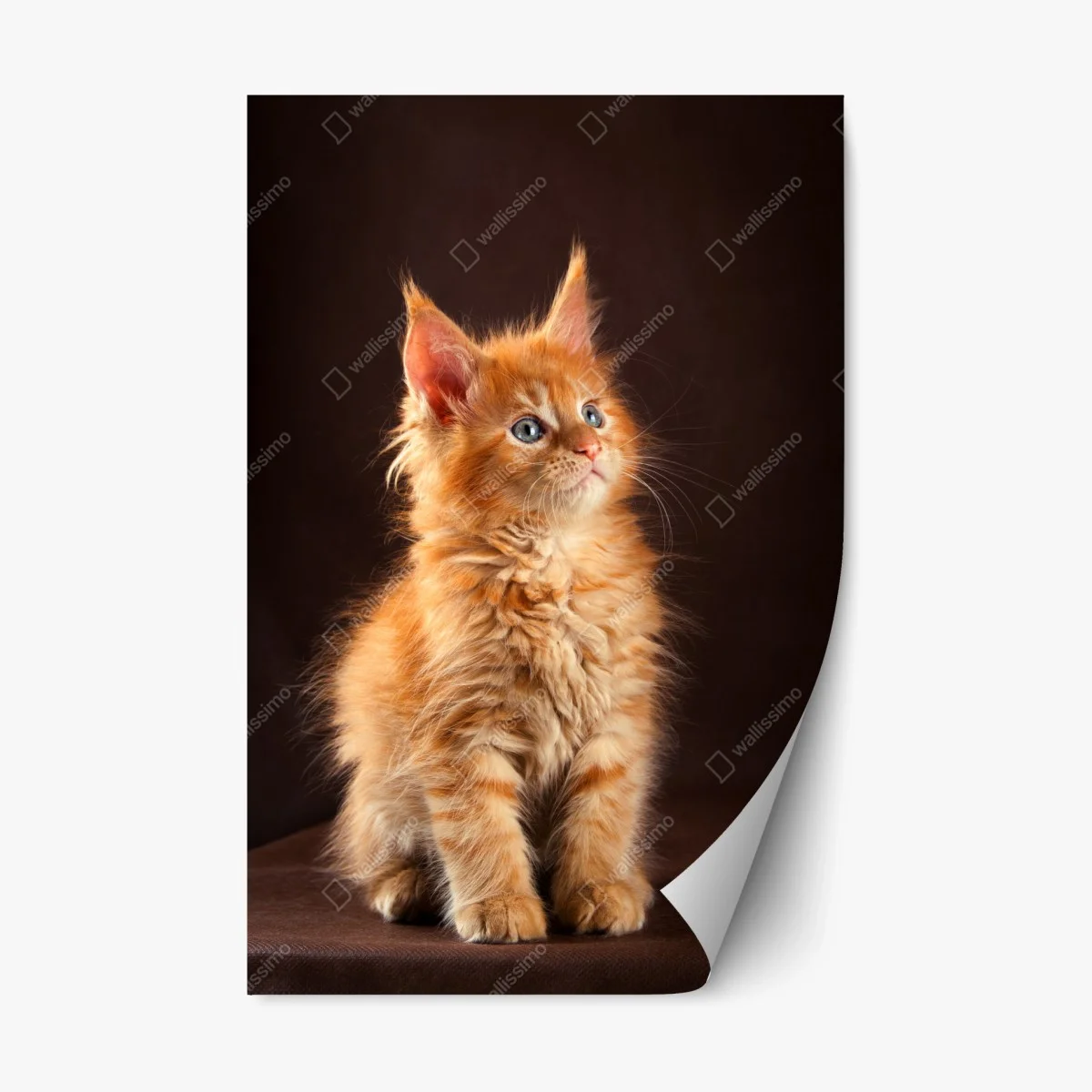 Sticker repositionnable portrait tendre d'un chaton roux aux yeux bleus – Wallnifity® Sticker repositionnable portrait tendre d'un chaton roux aux yeux bleus – Wallnifity®