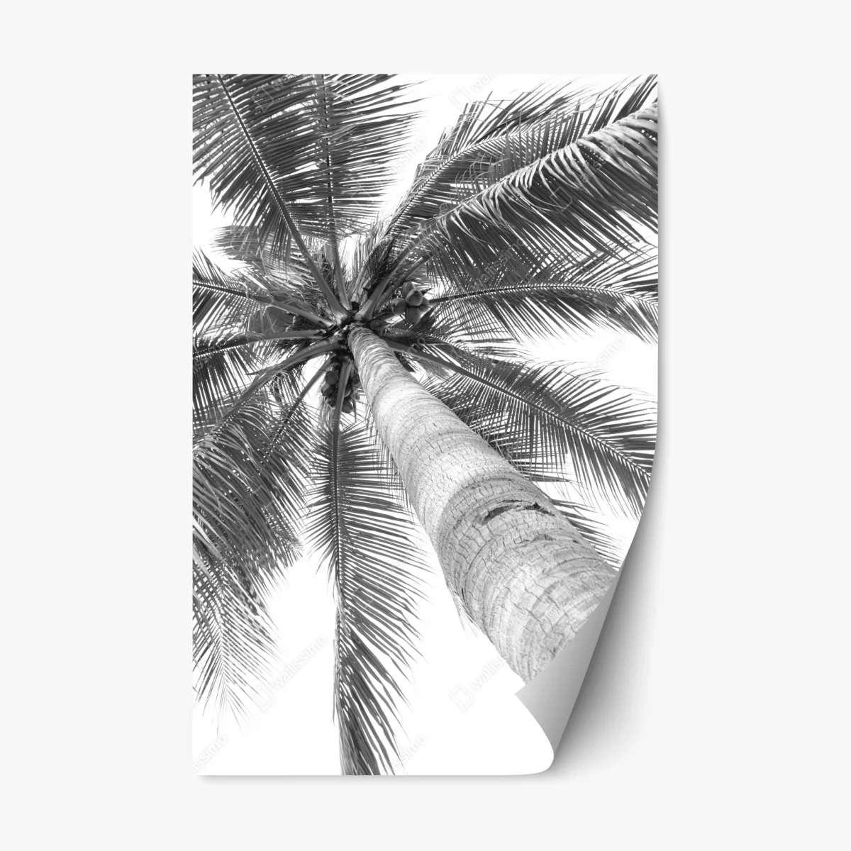 Sticker repositionnable palmier en contre-plongée monochrome – Wallnifity® Sticker repositionnable palmier en contre-plongée monochrome – Wallnifity®