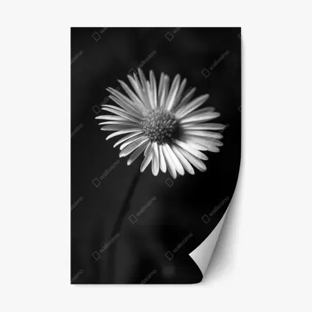 Sticker repositionnable marguerite en noir et blanc – Wallnifity®