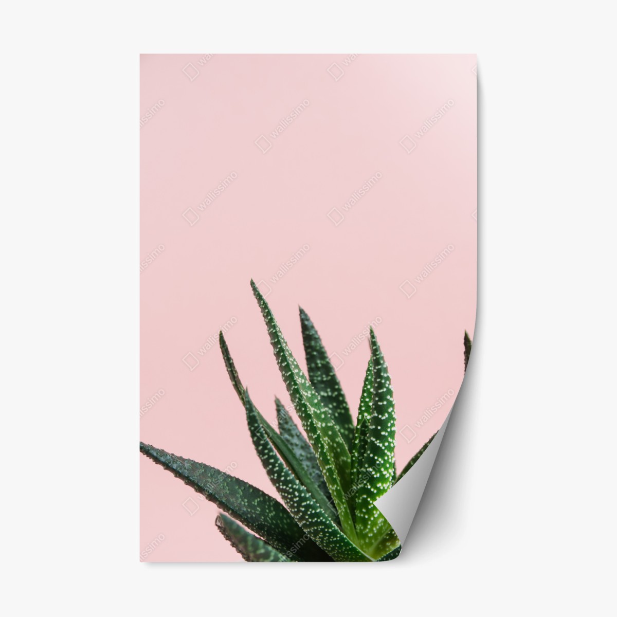Sticker repositionnable aloe minimaliste sur fond rose – Wallnifity®