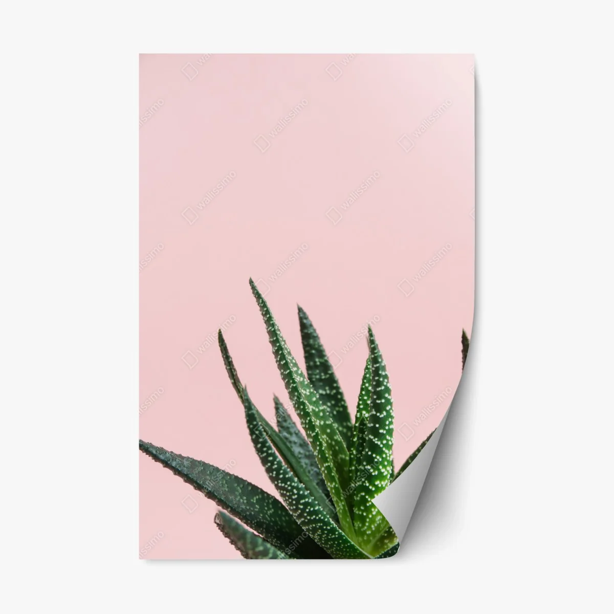 Sticker repositionnable aloe minimaliste sur fond rose – Wallnifity® Sticker repositionnable aloe minimaliste sur fond rose – Wallnifity®