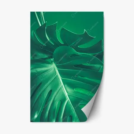 Sticker repositionnable feuille de monstera verte en gros plan – Wallnifity®