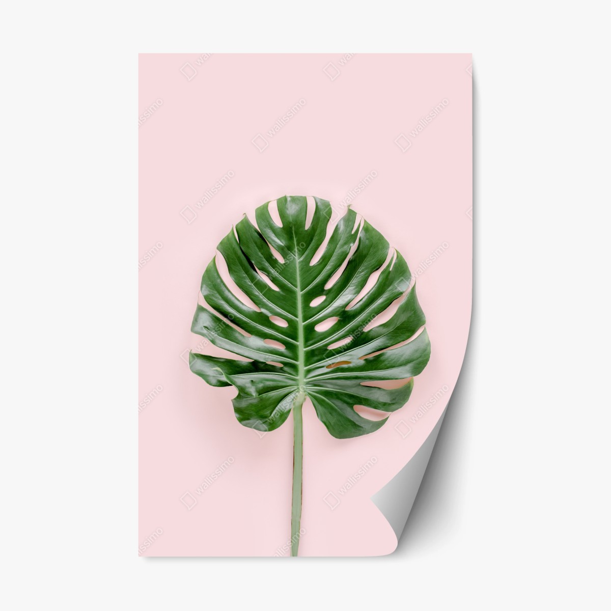 Sticker repositionnable feuille de monstera sur fond rose – Wallnifity®