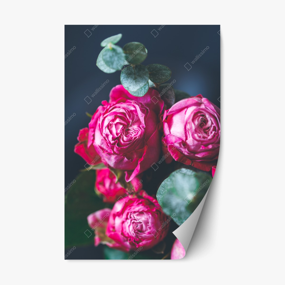 Sticker repositionnable roses fuchsia en gros plan sur fond bleu – Wallnifity®