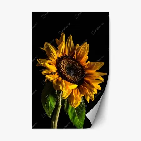 Sticker repositionnable tournesol lumineux sur fond noir – Wallnifity®