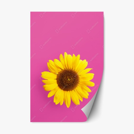 Sticker repositionnable tournesol éclatant sur fond rose – Wallnifity®
