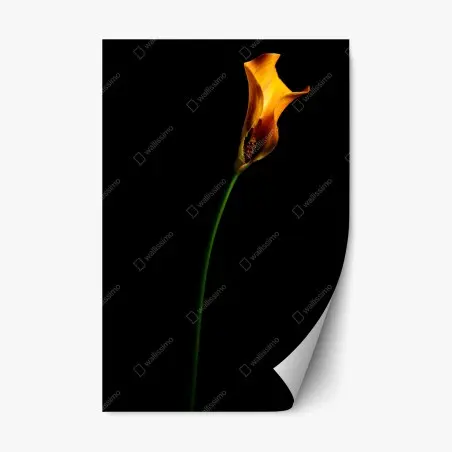 Sticker repositionnable calla orange sur fond noir – Wallnifity®
