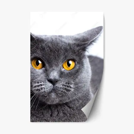 Sticker repositionnable regard doré d'un chat gris élégant – Wallnifity®