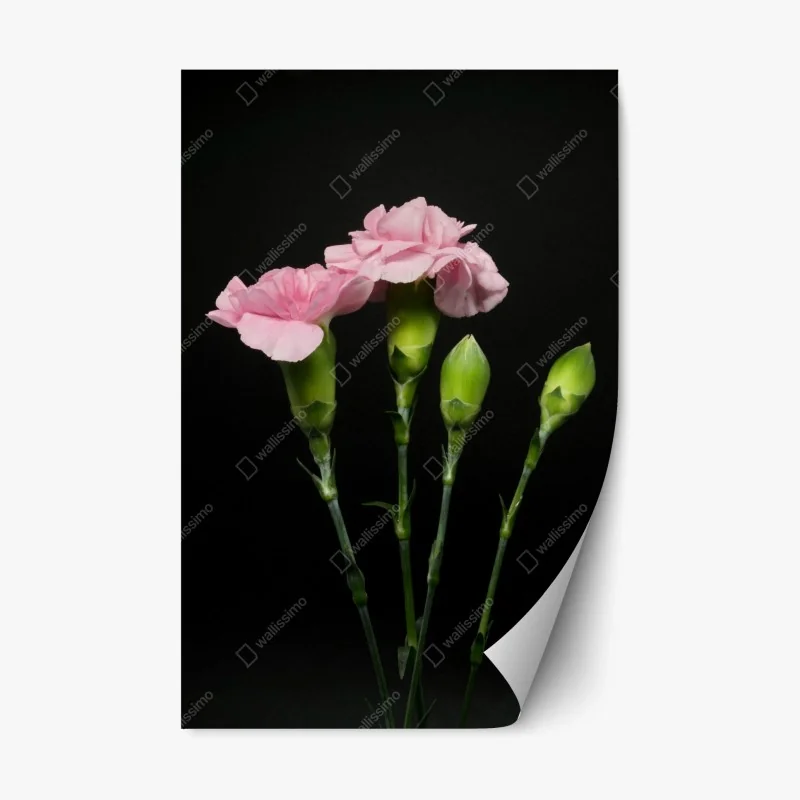 Fleurs et plantes – Wallnifity®
