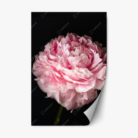 Sticker repositionnable pivoine rose en gros plan — élégance florale intemporelle – Wallnifity®