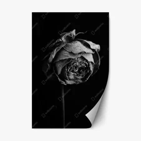 Sticker repositionnable rose fanée — élégance éphémère – Wallnifity®