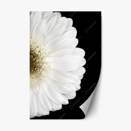 Sticker repositionnable gerbera blanche en gros plan sur fond noir – Wallnifity®