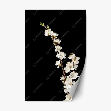 Sticker repositionnable branche d'abricotier en fleurs sur fond noir – Wallnifity®