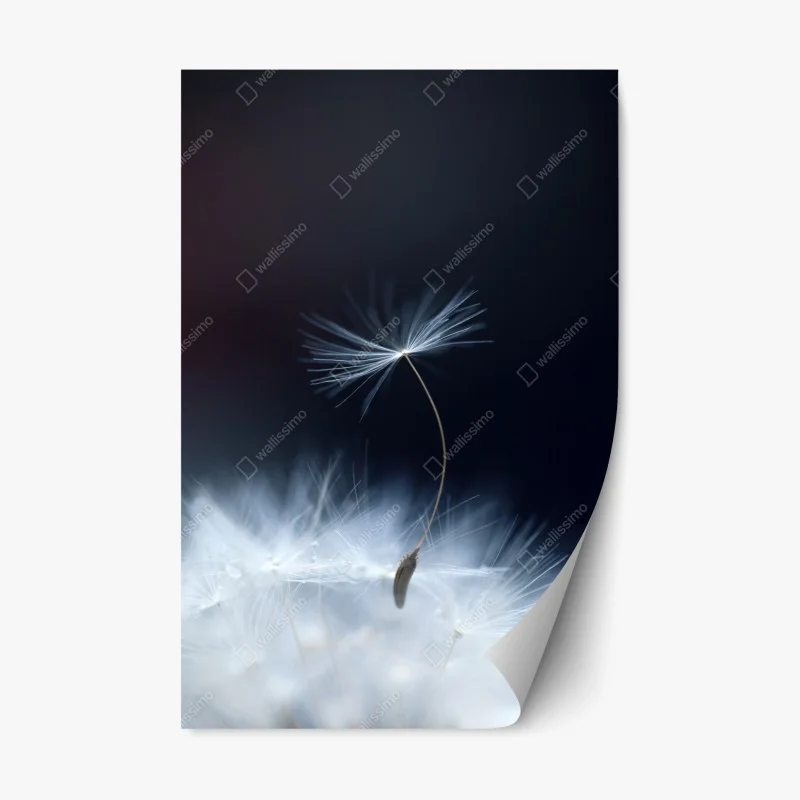 Fleurs et plantes – Wallnifity®