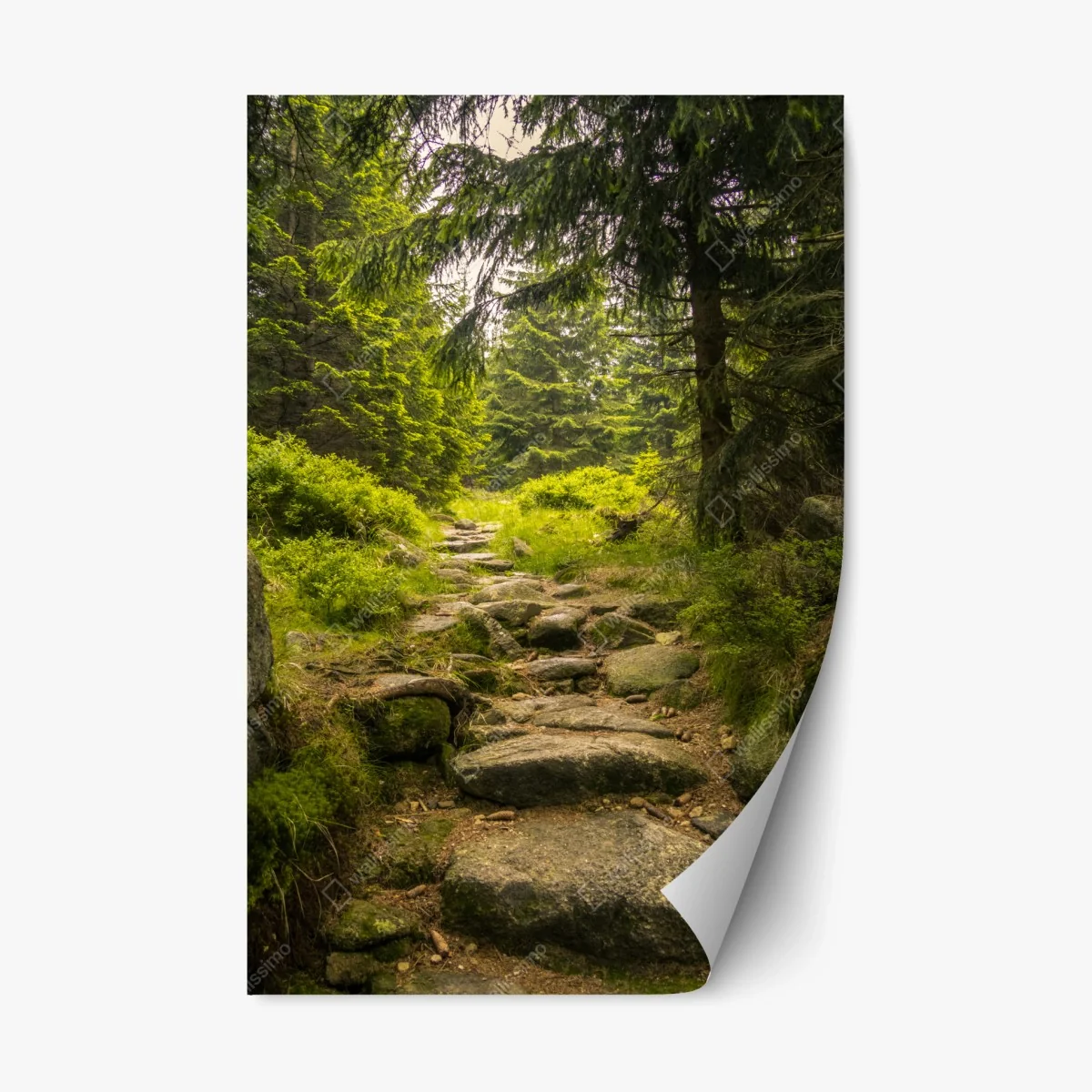 Sticker repositionnable chemin forestier verdoyant – Wallnifity® Sticker repositionnable chemin forestier verdoyant – Wallnifity®