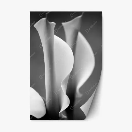 Sticker repositionnable élégance en courbes arums en noir et blanc – Wallnifity®
