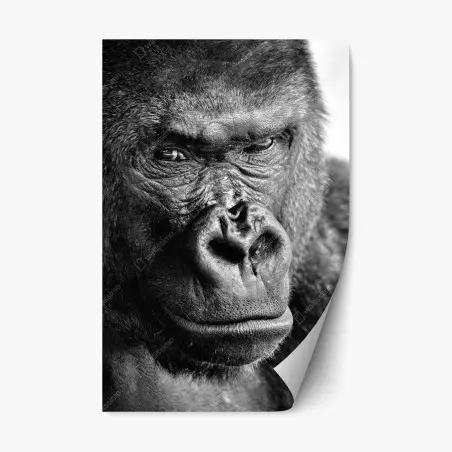 Sticker repositionnable portrait intense de gorille en noir et blanc – Wallnifity®