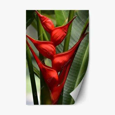 Sticker repositionnable fleur tropicale heliconia en gros plan – Wallnifity®