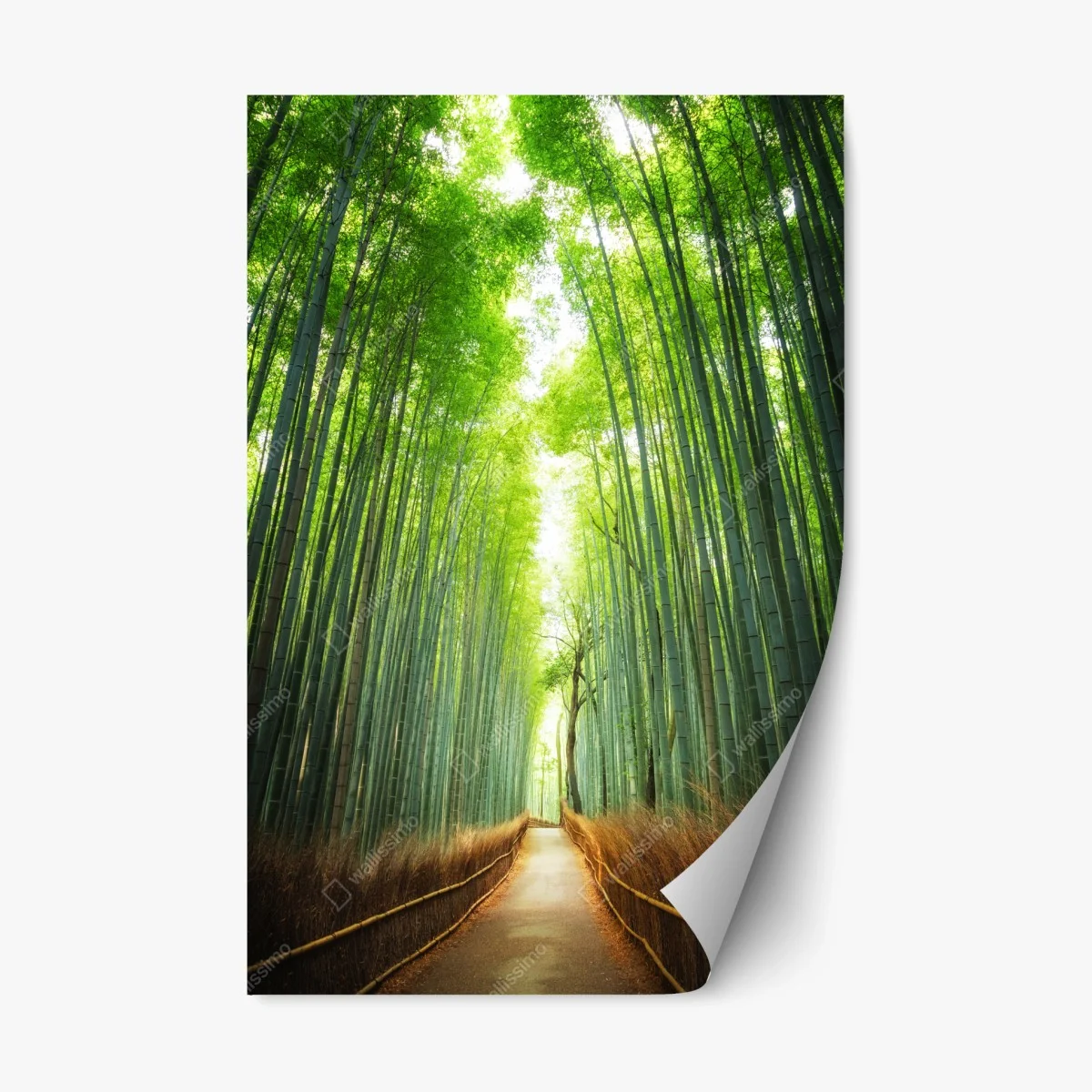 Sticker repositionnable allée de bambous d'Arashiyama – Wallnifity® Sticker repositionnable allée de bambous d'Arashiyama – Wallnifity®