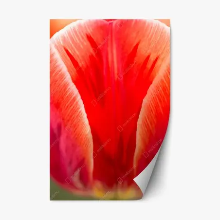 Sticker repositionnable abstraction de pétales de tulipe rouge – Wallnifity®