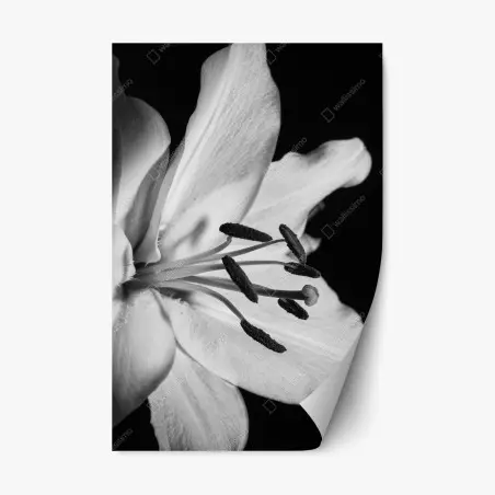 Sticker repositionnable élégance florale en noir et blanc – Wallnifity®