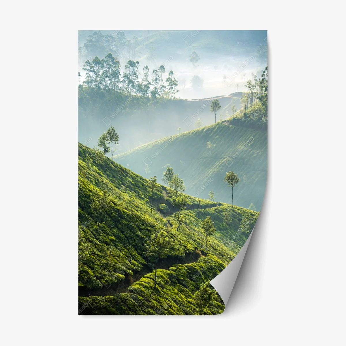 Sticker repositionnable brumes et plantations de thé à Munnar – Wallnifity® Sticker repositionnable brumes et plantations de thé à Munnar – Wallnifity®