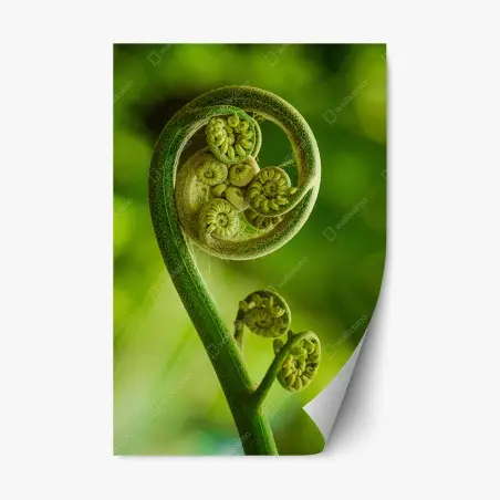 Sticker repositionnable spirale délicate de fougère – Wallnifity®