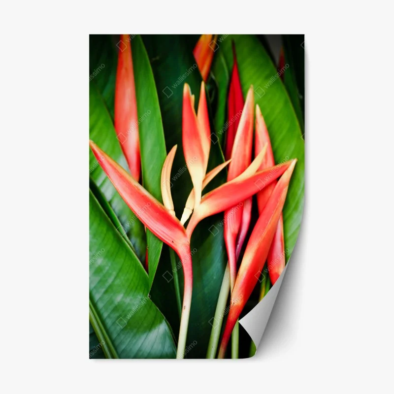 Fleurs et plantes – Wallnifity®