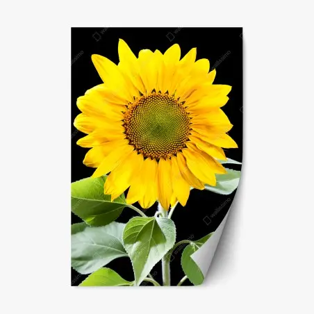 Sticker repositionnable tournesol éclatant sur fond noir – Wallnifity®