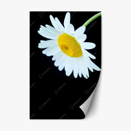 Sticker repositionnable marguerite en gros plan sur fond noir – Wallnifity®