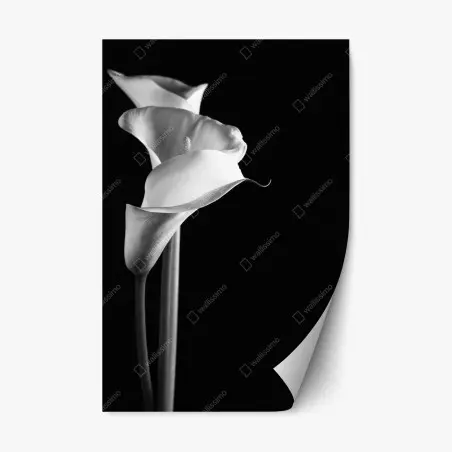 Sticker repositionnable élégance des arums en noir et blanc – Wallnifity®
