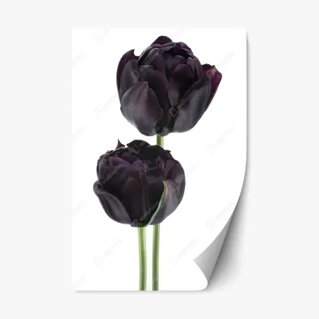 Sticker repositionnable élégance de tulipes noires sur fond blanc – Wallnifity®
