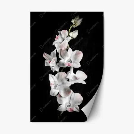 Sticker repositionnable orchidée blanche et rose sur fond noir – Wallnifity®