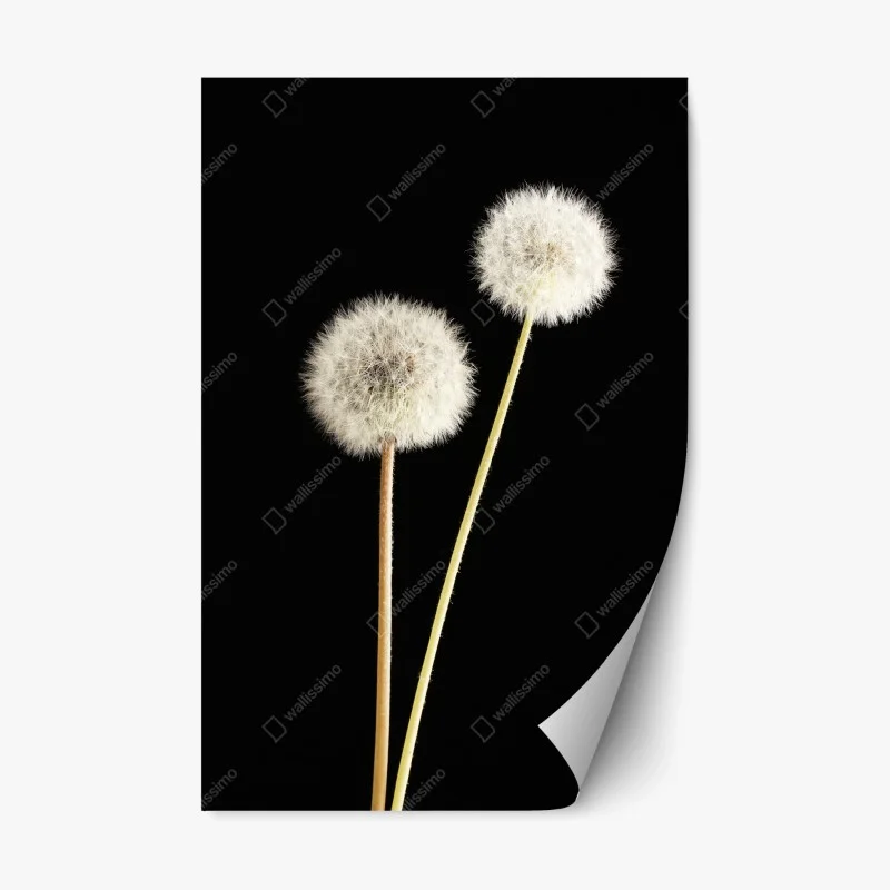 Fleurs et plantes – Wallnifity®