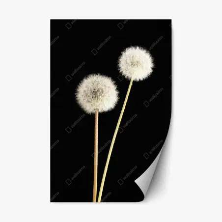 Sticker repositionnable pissenlits délicats sur fond noir – Wallnifity®