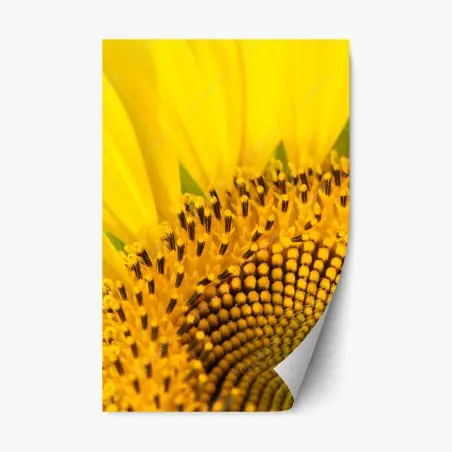 Sticker repositionnable gros plan lumineux de tournesol – Wallnifity®
